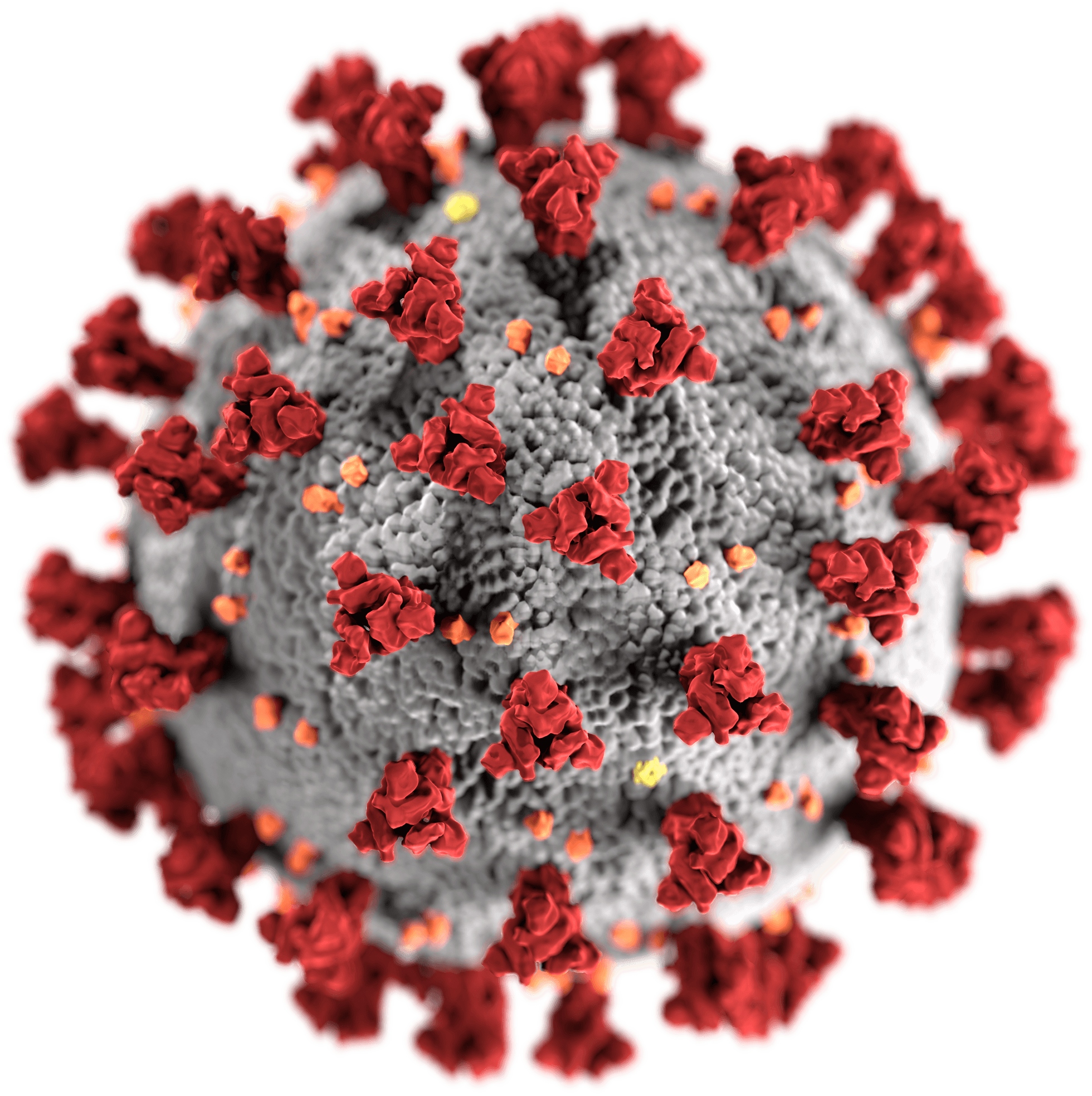 coronavirus disease 2019